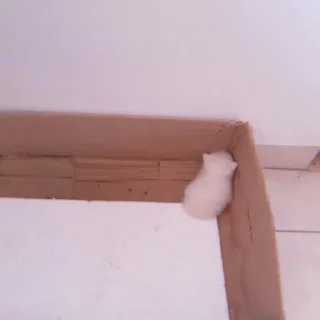 Sticker 、cute cat @JENNIEUKKIM - 9