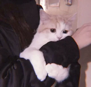 Sticker 、cute cat @JENNIEUKKIM - 10