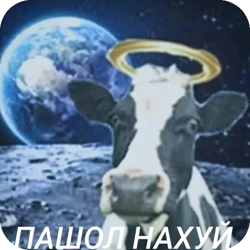 cattle animal mammal