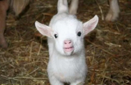 cute goat - 