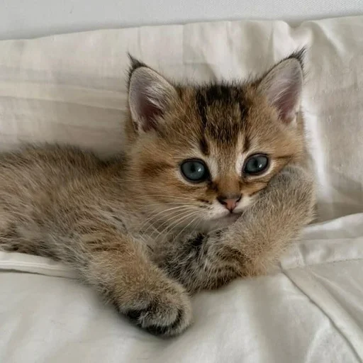 милые коты - 