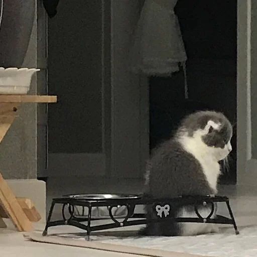 Sticker милые коты - 11