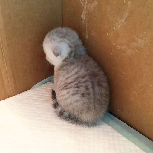 Sticker милые коты - 8