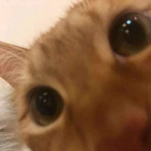 Sticker милые коты - 7