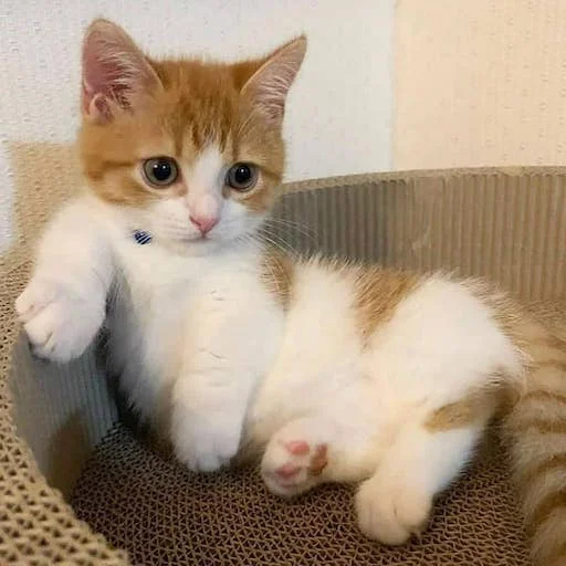 Sticker милые коты - 6