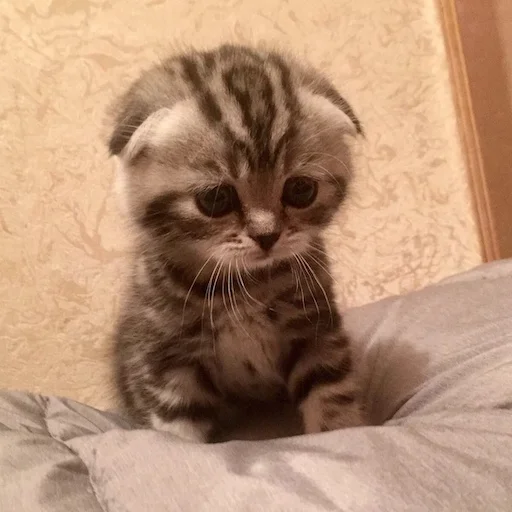 Sticker милые коты - 5