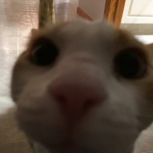 Sticker милые коты - 4