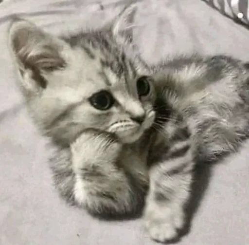 Sticker милые коты - 1