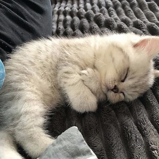 Sticker милые коты - 0