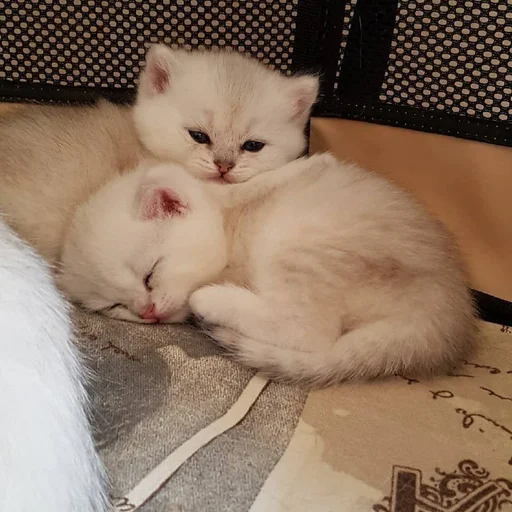 животное млекопитающее кошки малого и среднего размера