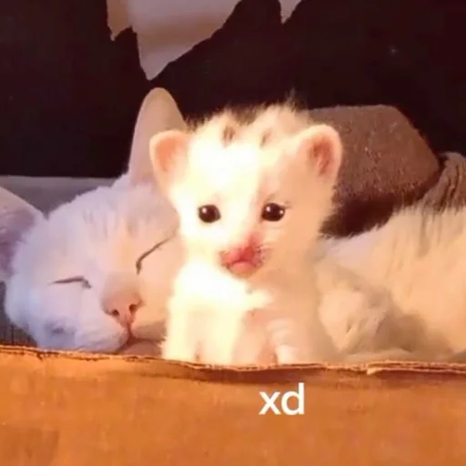 small to medium-sized cats felidae mammal