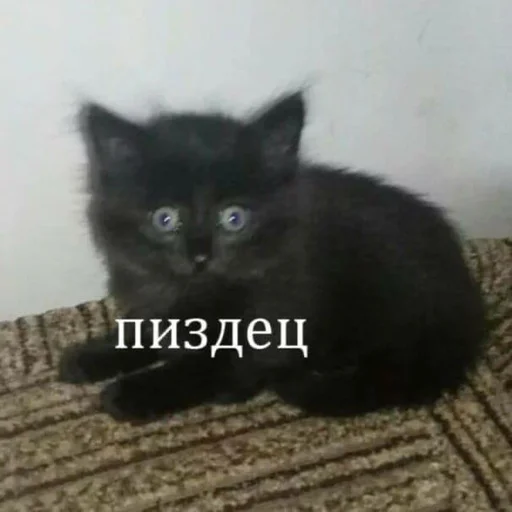 млекопитающее животное кошка