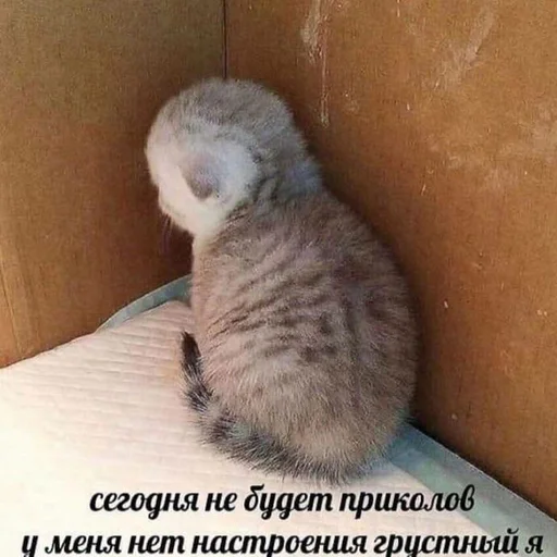 животное кошки малого и среднего размера кошачьи