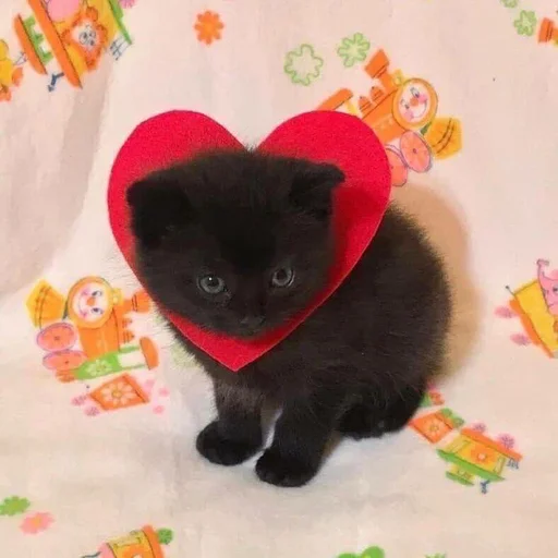 small to medium-sized cats indoor felidae