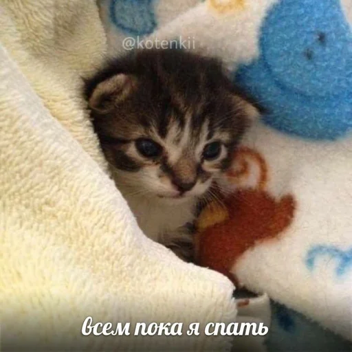 small to medium-sized cats felidae animal