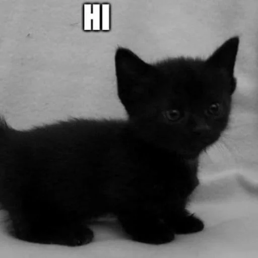 mammal animal small to medium-sized cats