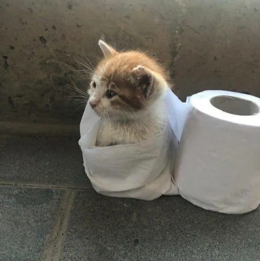 animal cat small to medium-sized cats