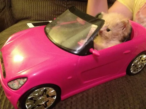 wheel land vehicle animal