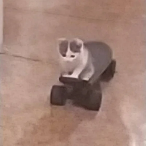 domestic cat small to medium-sized cats mammal