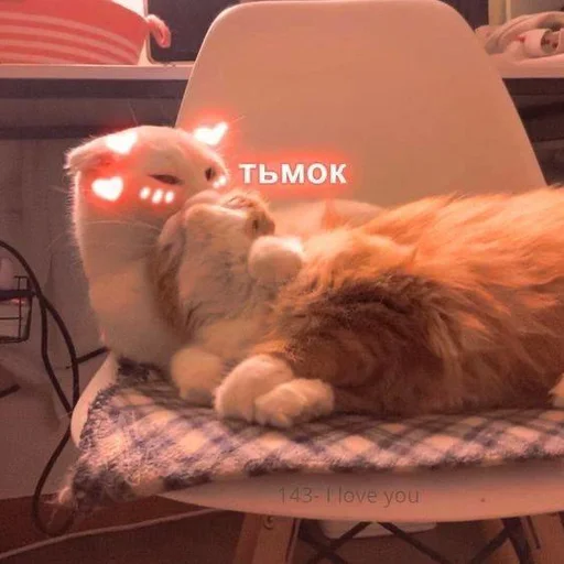 small to medium-sized cats indoor felidae