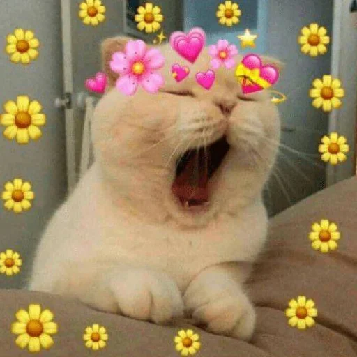 кошка комнатный кошачьи