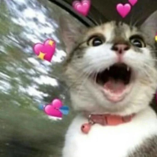 млекопитающее животное кошка