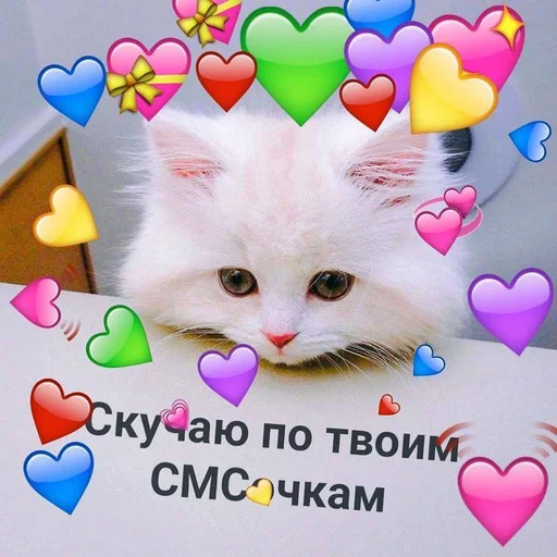 животное кошки малого и среднего размера кошка