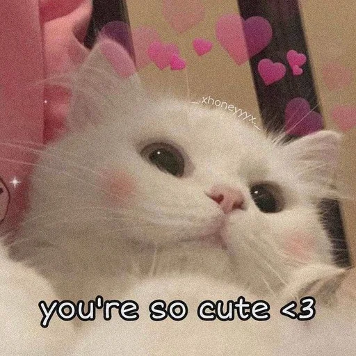 млекопитающее животное кошка