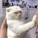 Стикер Cuteness Overload @niallhoraan - 9