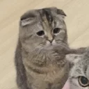 Стикер Cuteness Overload @niallhoraan - 10