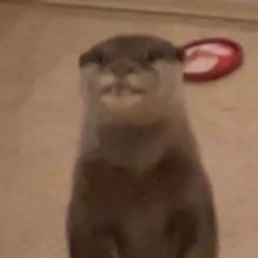 Sticker 🦦✨ВыДрОчКи ✨🦦 :: @fStikBot - 11