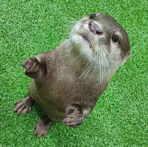 Sticker 🦦✨ВыДрОчКи ✨🦦 :: @fStikBot - 7