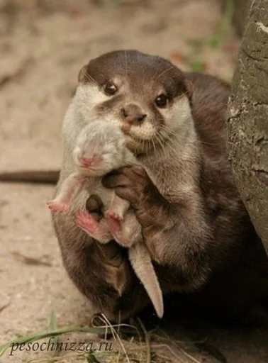 Sticker 🦦✨ВыДрОчКи ✨🦦 :: @fStikBot - 5