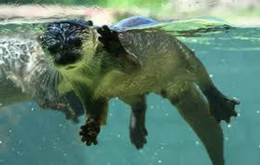 Sticker 🦦✨ВыДрОчКи ✨🦦 :: @fStikBot - 4