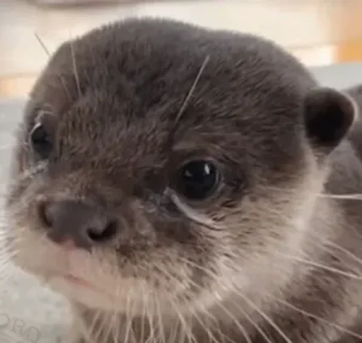 Sticker 🦦✨ВыДрОчКи ✨🦦 :: @fStikBot - 3