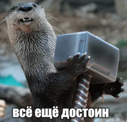 Sticker 🦦✨ВыДрОчКи ✨🦦 :: @fStikBot - 1