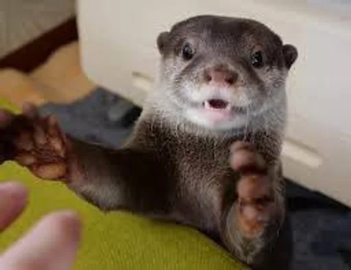 Sticker 🦦✨ВыДрОчКи ✨🦦 :: @fStikBot - 0