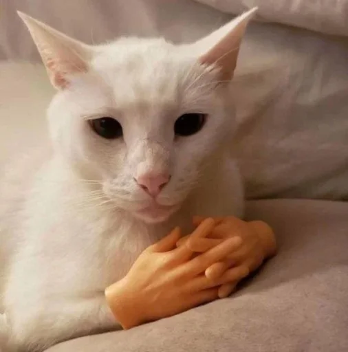 small to medium-sized cats indoor felidae