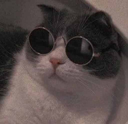 small to medium-sized cats goggles eyewear