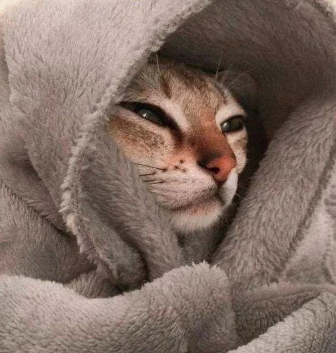 animal fur small to medium-sized cats