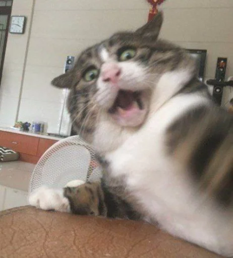 indoor mammal small to medium-sized cats