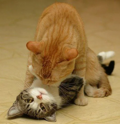 животное млекопитающее домашняя кошка