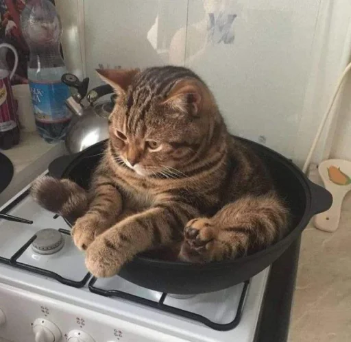 indoor felidae small to medium-sized cats