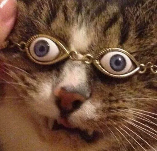 cat mammal small to medium-sized cats