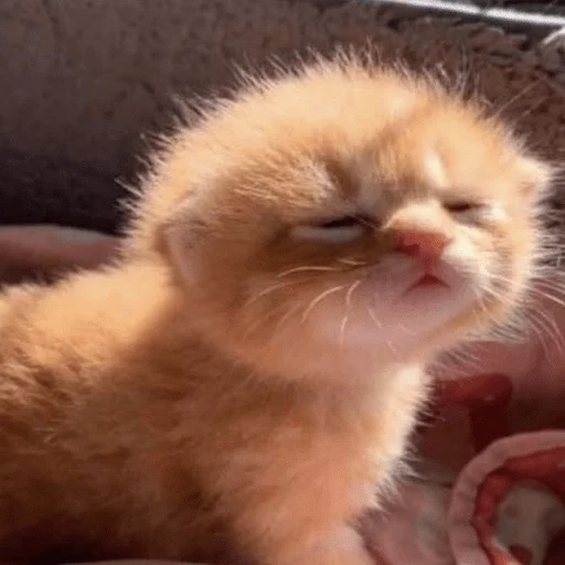 Sticker котейки<3 - 11