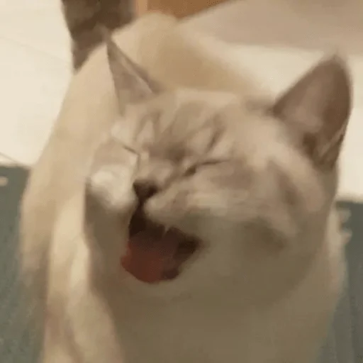 Sticker котейки<3 - 10