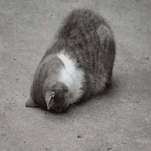 Sticker котейки<3 - 9