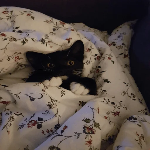 Sticker котейки<3 - 7