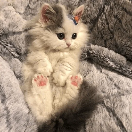 Sticker котейки<3 - 6