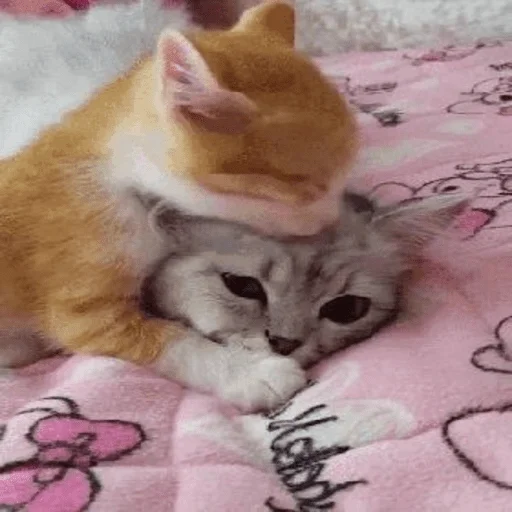 Sticker котейки<3 - 4